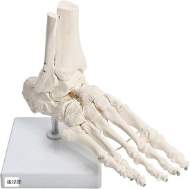 【楽天ランキング1位入賞】足関節と距骨下関節を伸縮コードで自由に動かせる足骨模型 人体模型 PT監修 骨格標本 右足 足台付き 可動