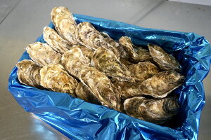 殻付き牡蠣（生食用）北海道厚岸湾仙鳳趾（せんぽうし）　Mサイズ 大箱5Kg（約30個）1個約150〜200g）