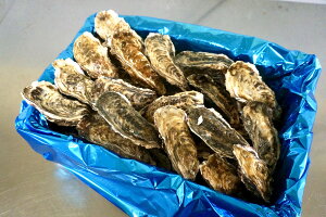 殻付き牡蠣（生食用）北海道仙鳳趾名産「昆布の森の牡蠣」　Sサイズ 大箱5Kg（約40個）1個→約90〜150g