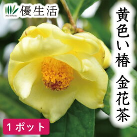 黄色い椿　金花茶　1ポット