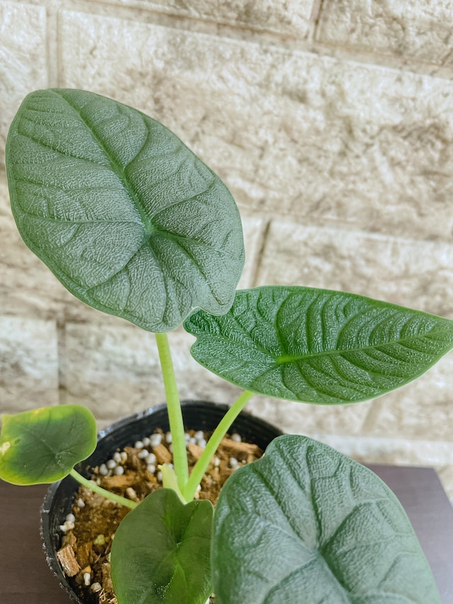楽天市場】アロカシア メロ 3.5号 希少 レア 珍しい 観葉植物