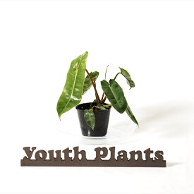 フィロデンドロン　ビレッタエ　3.5号　希少 レア 珍しい　観葉植物　植物 小さい 鉢 おしゃれ お祝い 土 ミニ 棚 希少 珍しい 北欧 引っ越し祝 新築祝　ユースプランツ　youth plants