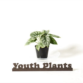 アロカシア　シルバードラゴン　3号　希少 レア 珍しい　観葉植物　植物 小さい 鉢 おしゃれ お祝い 土 ミニ 棚 希少 珍しい 北欧 引っ越し祝 新築祝　ユースプランツ　youth plants