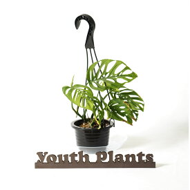 モンステラ　ラニアータ　4号　希少 レア 珍しい　観葉植物　植物 小さい 鉢 おしゃれ お祝い 土 ミニ 棚 希少 珍しい 北欧 引っ越し祝 新築祝　ユースプランツ　youth plants
