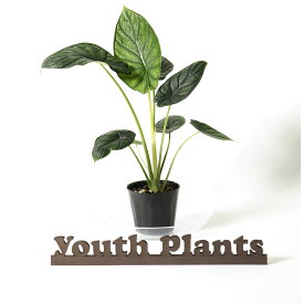 アロカシア　ドラゴンスケール　3号　希少 レア 珍しい　観葉植物　植物 小さい 鉢 おしゃれ お祝い 土 ミニ 棚 希少 珍しい 北欧 引っ越し祝 新築祝　ユースプランツ　youth plants