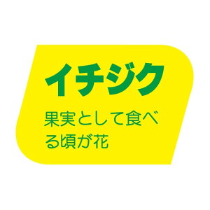  ̑ x V[@C`WN@SMx@F-864@1V[g20t@11000y[OKz