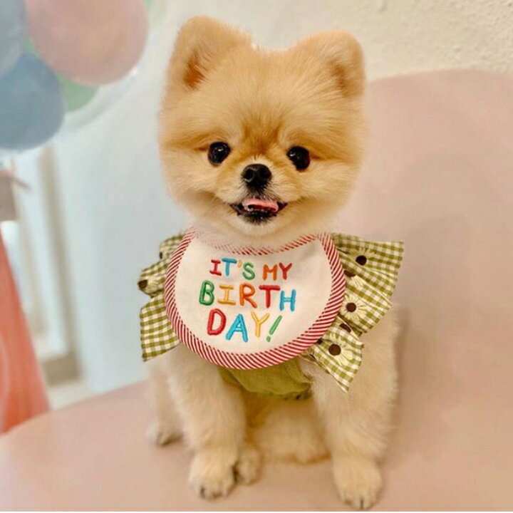 楽天市場 バースデイ スタイ ペット 犬 猫 誕生日 記念日 おしゃれ かわいい 男の子 女の子 Sns映え 小型犬 中型犬 2色エプロン ペットウェア お祝い アニバーサリー よだれかけ 送料無料 首輪 名入れ 迷子札 革 リボン ハーフチョーク ブランド ではありません