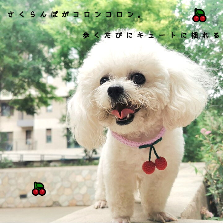 楽天市場 首輪 サクランボ 犬 猫 おしゃれ かわいい ペット 中型犬 ネコ 女の子 小型犬 送料無料 ニット 手編み 軽量 柔らかい オシャレ 可愛い プレゼント アクセサリー チョーカー チワワ マンチカン 光る 名前入 名入れ 革 リボン レザー