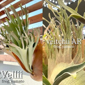 䂤pbN  frog_yamatoyveitchii AR × vellii x[zA[oo[ hillii has × veichii z rJNV_ RE PX|