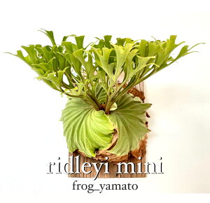 �䂤�p�b�N �������� frog_yamato�yridleyi Mini �~�j�z���h���C ���^ �r�J�N�V�_ �R�E�������� �P���X�|
