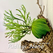 楽天市場】ビカクシダ リドレイ（種類（植物）ビカクシダ（コウモリ 