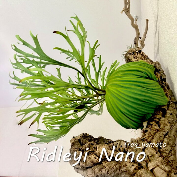 楽天市場】ゆうパック 送料無料 frog_yamato【ridleyi nano】リドレイ 