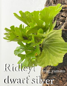 �䂤�p�b�N �������� frog_yamato�yridleyi dwarf silvery�z���h���C �h���[�t �V���x���[ �r�J�N�V�_ �R�E�������� �P���X�|