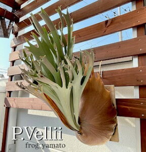 䂤pbN  frog_yamatoyvellii x[zhillii has × veichii z rJNV_ RE PX|