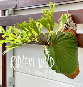 �䂤�p�b�N �������� frog_yamato�yridleyi Center Borneo wild�z���h���C ���C���h �� �{���l�I �r�J�N�V�_ �R�E�������� �P���X�|