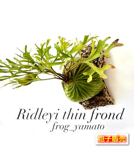�i���������j�E�q �̔� �yRidleyi thin frond �חt ���h���C�z �E�q�|�{ �r�J�N�V�_ �X�|�A spore 1�p�b�N �y�W�t�B�[2�񕪂قǁz��0.1ml ����
