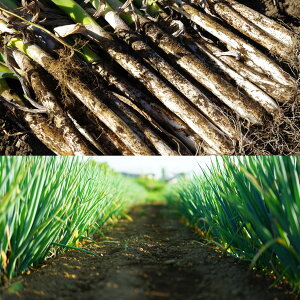 I ˂ 5kg 30~35{ VYy_ƒzƒp Ɩp lM