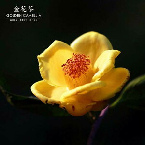 1(10g) Ԓ GOLDEN CAMELLIA S[hcoL Ԓ S쐶 퉷