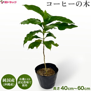 ϗtA R[q[̖ R[q[mL ̖ ꌧYi Y L@͔| u{A} F Coffea arabica ArJR[q[