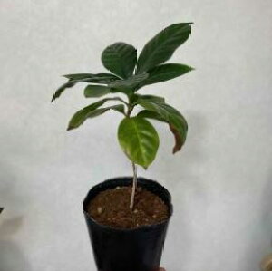 }\胓|CgUP ϗtA R[q[̖ R[q[mL ̖ ꌧYi Y u{A} F Coffea arabica ArJR[q[