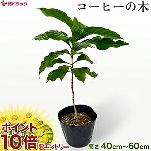 yyVX[p[SALE聙XܑSi|Cg10{/vGg[z ϗtA R[q[̖ R[q[mL ̖ ꌧYi Y L@͔| u{A} F Coffea arabica ArJR