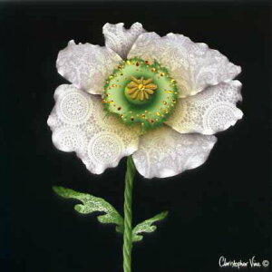 NXgt@[@CfUCyO[eBOJ[hz[X̉ԁyt/p[HzyTCY/155×155mmzyJ[hTCY/150×150mmzy/nzyzOHz