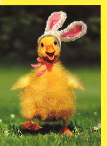 O[eBOJ[hyC[X^[zũAqvy/127×174mm(`O)zbZ[WJ[h ETM  J[ʐ^ 킢(AHEHH0004)