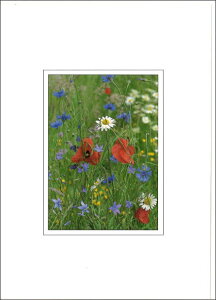 O[eBOJ[h ړI B&Bt[V[Yuh[t[Yv152×108mm ԕ bZ[WJ[h `TCY AG(B001)