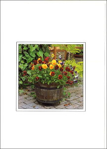 O[eBOJ[h ړI B&Bt[V[YupW[v152×108mm ԕ bZ[WJ[h `TCY AG(B015)