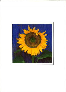 O[eBOJ[h ړI B&Bt[V[Yuǂ̃q}v152×108mm ԕ bZ[WJ[h `TCY AG(B095)