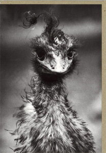 O[eBOJ[h ړI mNʐ^uQ̃_`Ev 180×125mm tHg  bZ[WJ[h AG(NC10253)