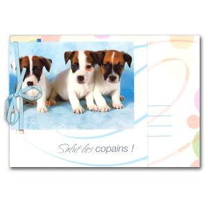 O[eBOJ[h ړI {RNVu3C̎qv105×150mm  bZ[WJ[h `TCY {t AG(RG-00044)