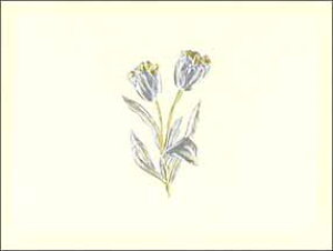 ~jO[eBOJ[hyړIzu`[bvvy/80×105mmzyJ[h/77×102mmzy̐F/AC{[zy/nzyG{XHzyHz