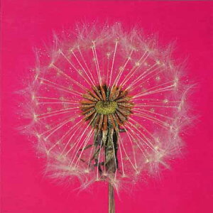 O[eBOJ[hyړIzuۂۂ̖Ȗсvy/165×165mmzyJ[h/157×157mmzy̐F/zy/nzyLL̃tb^[Hz