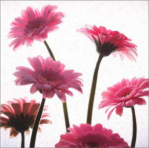 O[eBOJ[hyړIzuK[xvy/165×165mmzyJ[h/157×157mmzy̐F/zy/nzyLL̃tb^[Hz