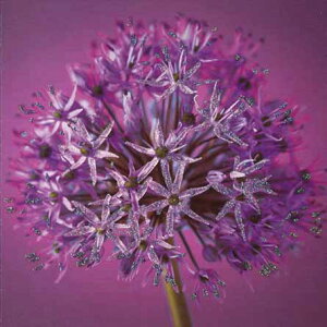 O[eBOJ[hyړIzuAEvy/165×165mmzyJ[h/157×157mmzy̐F/zy/nzyLL̃tb^[Hz