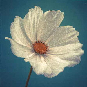 O[eBOJ[hyړIzuRXXvy/165×165mmzyJ[h/157×157mmzy̐F/zy/nzyLL̃tb^[Hz