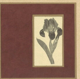 グリーティングカード 多目的 アート クローズリー「アイリス」 封筒147×147mm 花 窓付き メッセージカード(CLG3084)