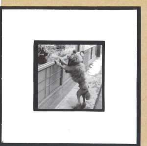 O[eBOJ[h ړI mNʐ^ N[Y[uC𒭂߂錢v 147×147mm t bZ[WJ[h(CLG4023)