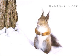 ポストカード3枚セット 寒中見舞い「～瞑想中～」(北海道) 冬 リス 郵便はがき メッセージカード 写真面筆記可(KM038)