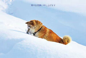 |XgJ[h3Zbg uTN  ̓Vg/v(kC l)~ Xւ͂ bZ[WJ[h ʐ^ʕML(KM015)