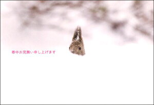 ポストカード3枚セット 寒中見舞い「?もぉ いいかい??/うさぎ」(北海道 旭川市)冬 郵便はがき メッセージカード 写真面筆記可(KM031)