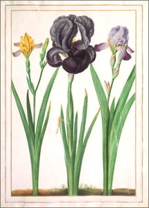 |XgJ[h A[g EH^[u3ւ̃ACXv105×148mm   bZ[WJ[h Xւ͂ RNV(VD9096)