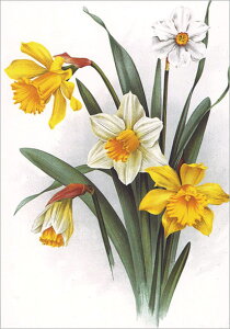 |XgJ[h A[g O[ZXu5ւ̃XCZv105×150mm   bZ[WJ[h Xւ͂ RNV(BK3860)