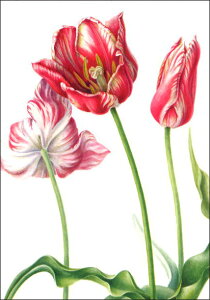 |XgJ[h A[g TbNXu`[bvv105×150mm   bZ[WJ[h Xւ͂ RNV(BK3323)