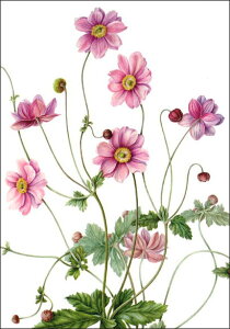 |XgJ[h A[g TbNXuAllv105×150mm   bZ[WJ[h Xւ͂ RNV(BK3326)