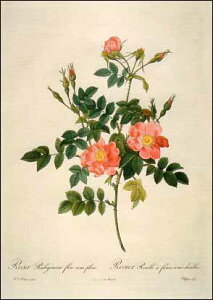 |XgJ[h A[g hD[euTErMm[Tv105×148mm  bZ[WJ[h Xւ͂ RNV(VD8669)