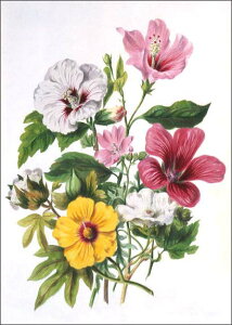 ポストカード アート トワイニング「マロー植物」105×148mm 名画 メッセージカード 郵便はがき コレクション(VD8865)