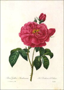 |XgJ[h A[g hD[euTKJI[Yv105×148mm  bZ[WJ[h Xւ͂ RNV(VD8872)