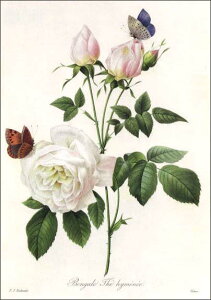 |XgJ[h A[g hD[eu[UxKv105×148mm  bZ[WJ[h Xւ͂ RNV(VD8873)